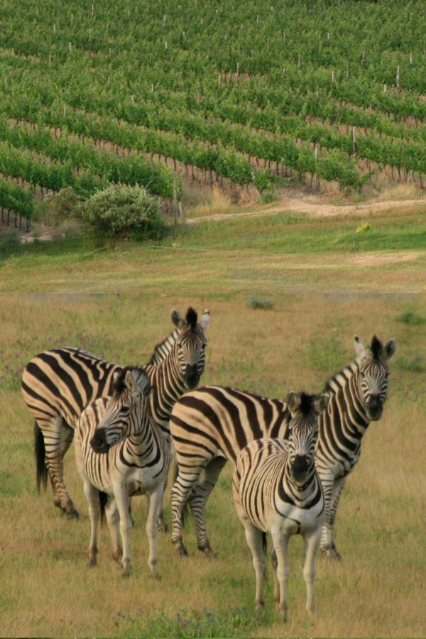 فيلا Wildlife Retreat On A Wine-Farm ستيلينبوش المظهر الخارجي الصورة