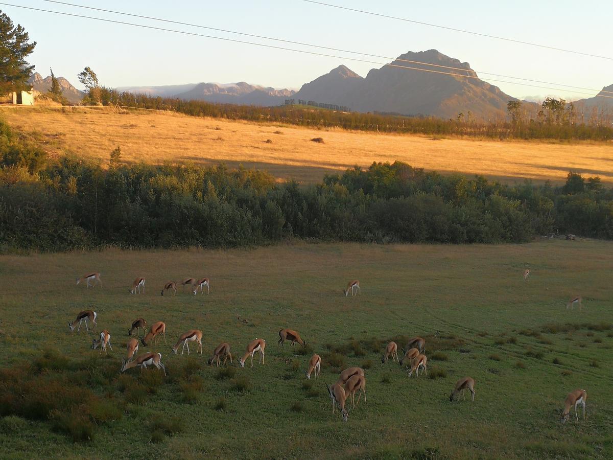 فيلا Wildlife Retreat On A Wine-Farm ستيلينبوش المظهر الخارجي الصورة